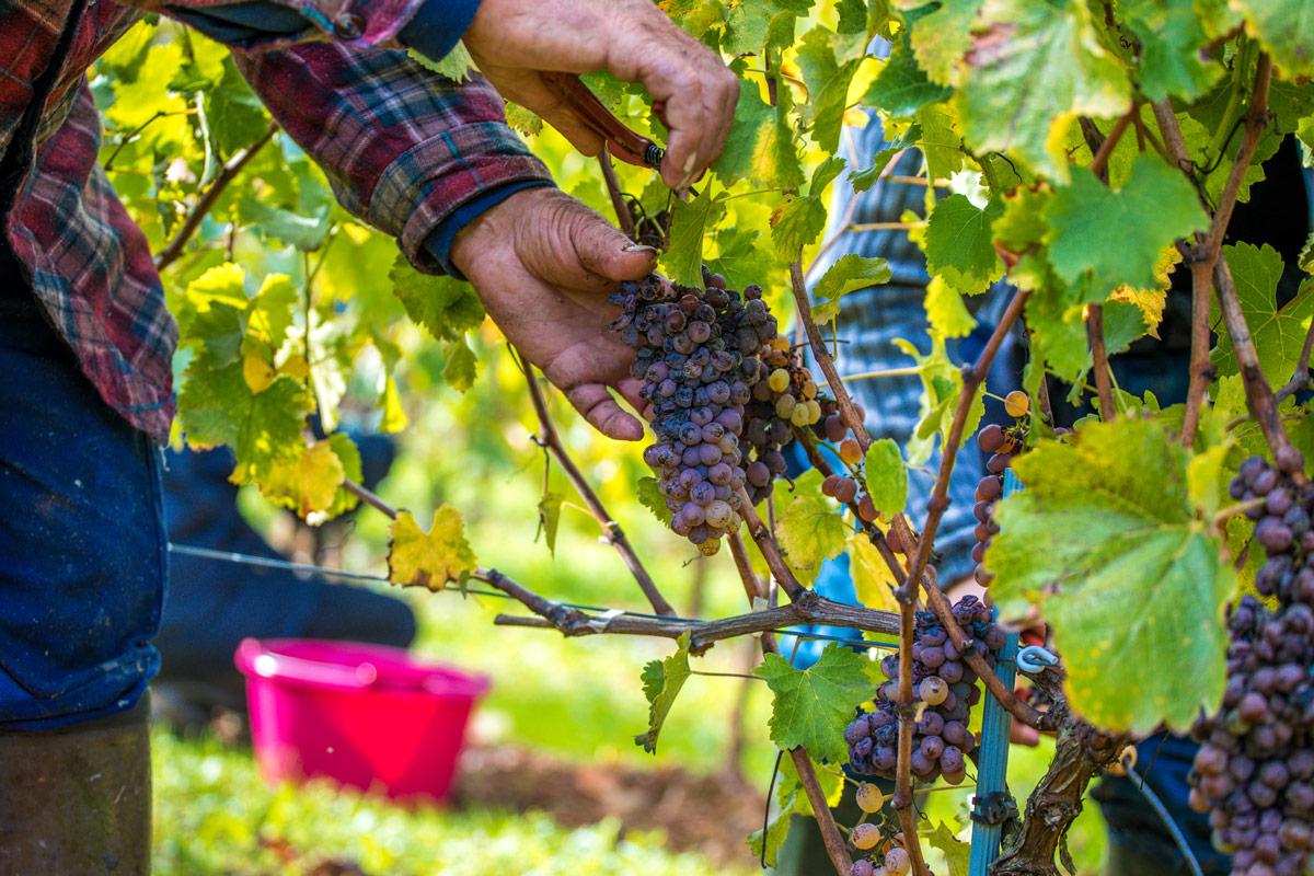 domaine-de-la-soucherie-vendanges20-2