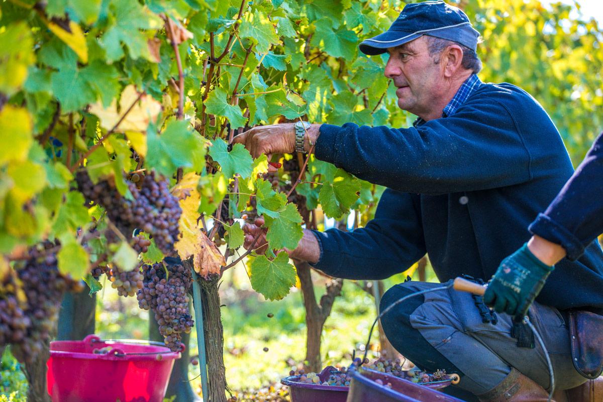 domaine-de-la-soucherie-vendanges20-3