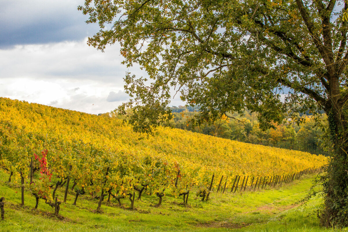 domaine-de-la-soucherie_galerie_domaine_vignes