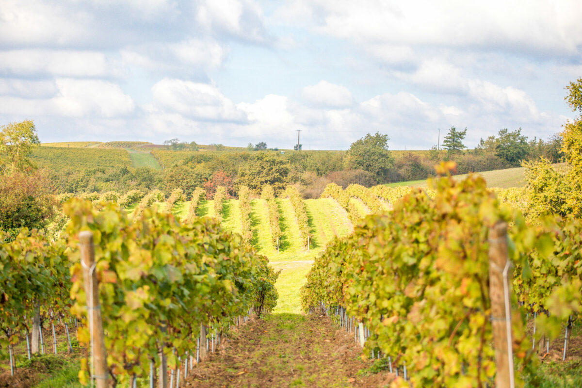 domaine-de-la-soucherie_galerie_domaine_vignes4