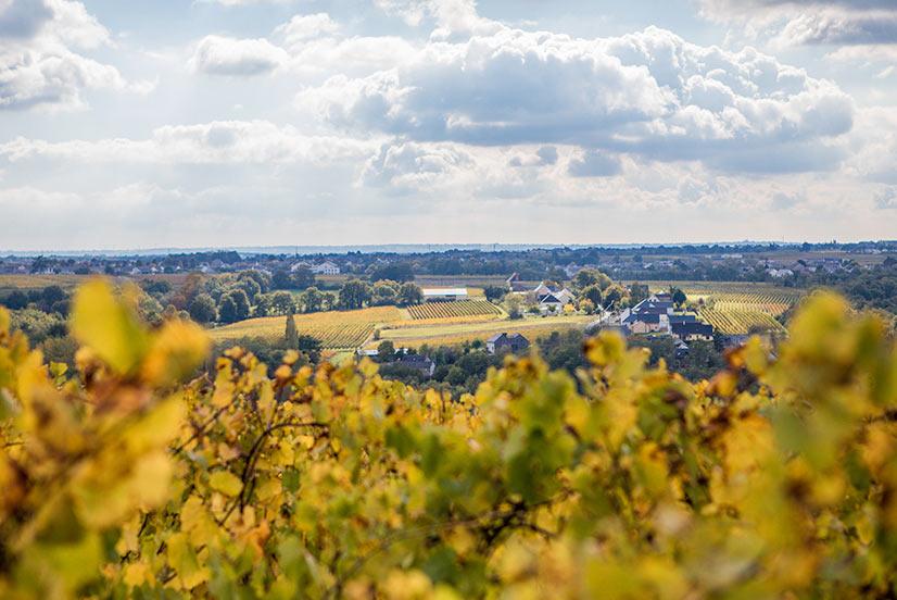 Découvrir notre terroir